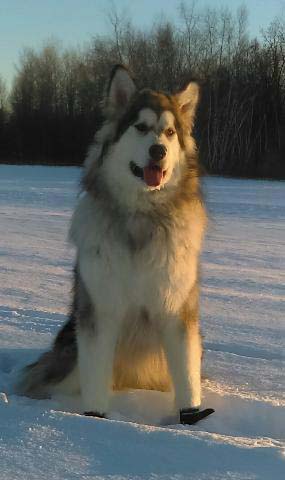 Hudsons Malamutes - Alpha