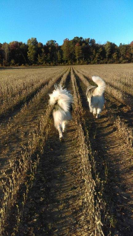 Hudsons Malamutes - Alpha