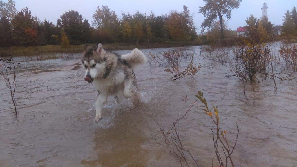 Hudsons Malamutes - Alpha