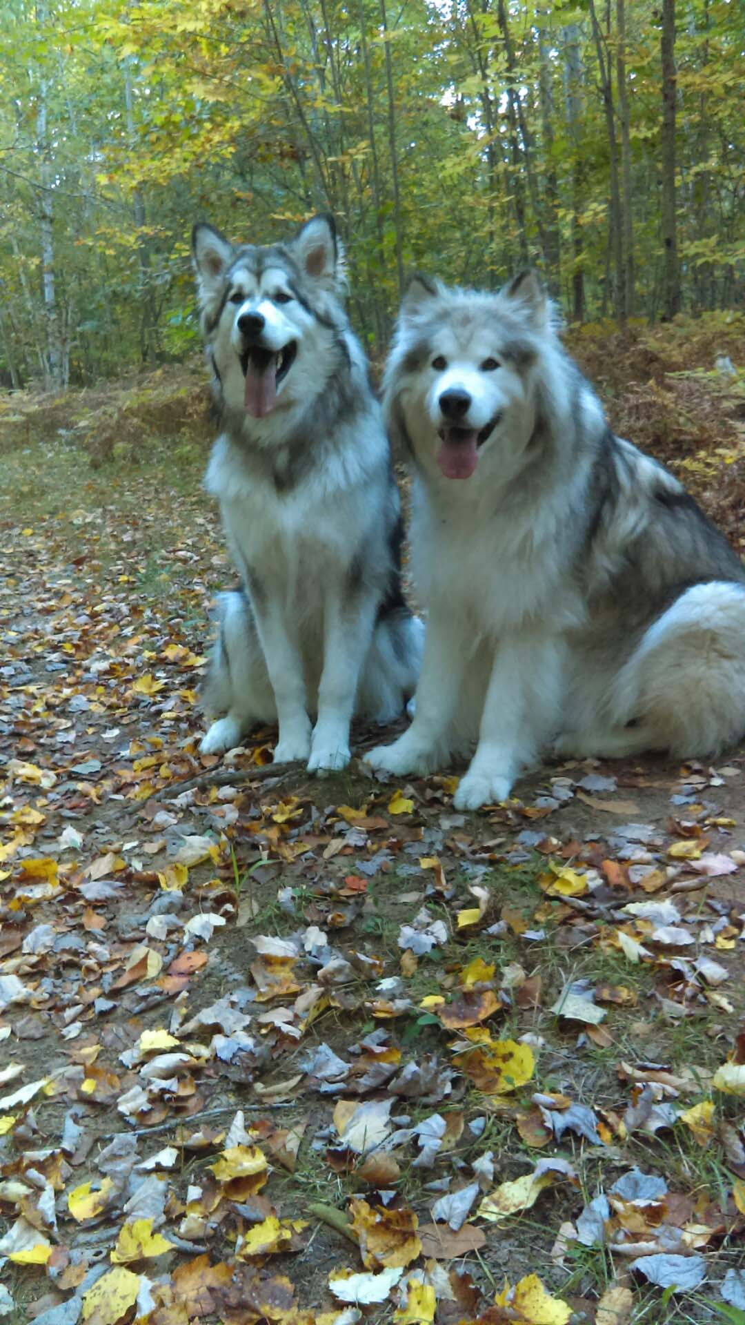 Hudsons Malamutes - Alpha