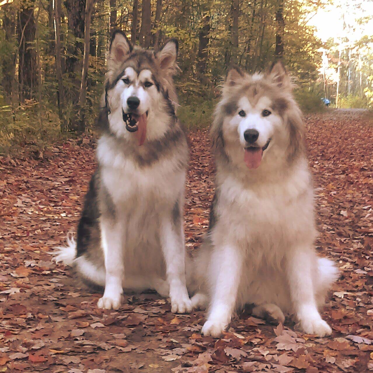 Hudsons Malamutes - Alpha