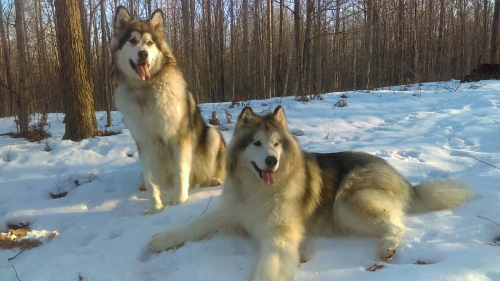 Hudsons Malamutes - Alpha