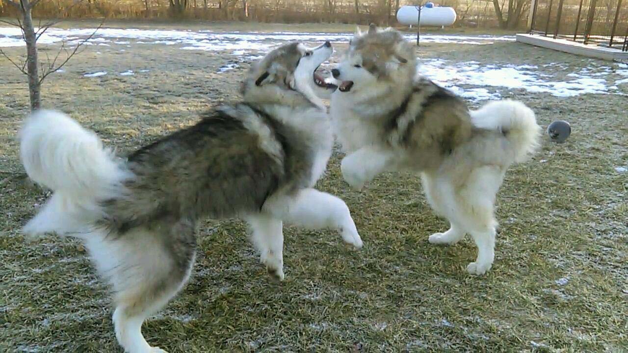 Hudsons Malamutes - Alpha