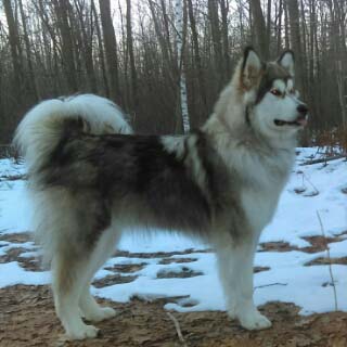 Hudsons Malamutes - Alpha