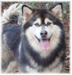 Hudsons Malamutes - Anara