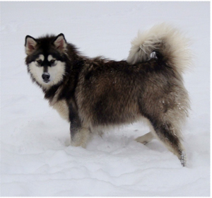 Hudsons Malamutes - Anara