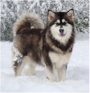 Hudsons Malamutes - Anara