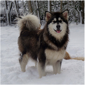 Hudsons Malamutes - Anara