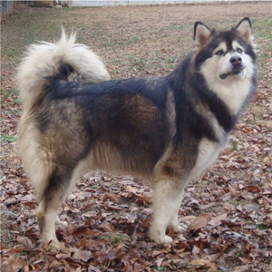 Hudsons Malamutes - Anara