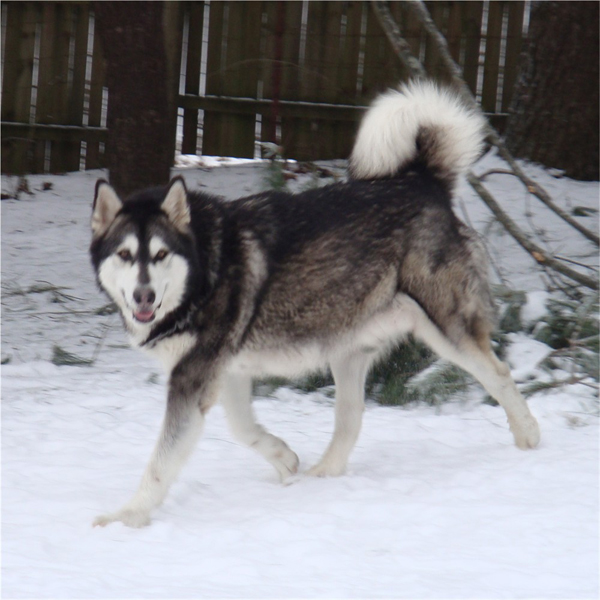 Hudsons Malamutes - Anara