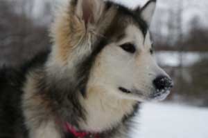 Hudsons Malamutes - AnnaBella Bear