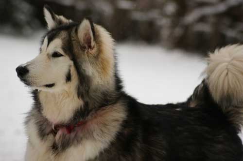 Hudsons Malamutes - AnnaBella Bear