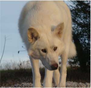 Hudsons Malamutes - Anya