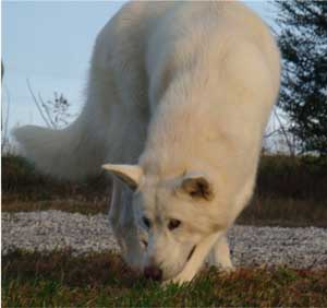 Hudsons Malamutes - Anya