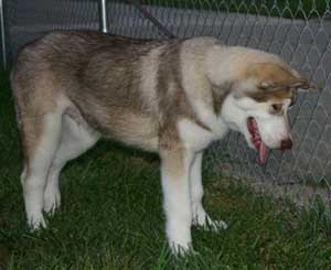 Hudsons Malamutes - Apache