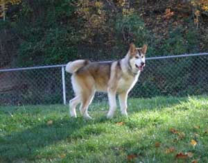 Hudsons Malamutes - Apache