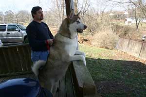 Hudsons Malamutes - Apache