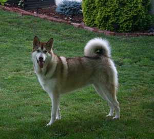 Hudsons Malamutes - Apache