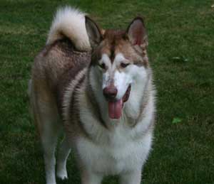 Hudsons Malamutes - Apache