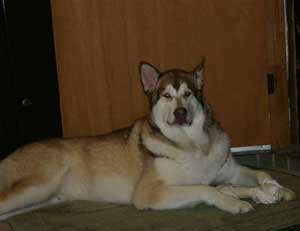 Hudsons Malamutes - Apache