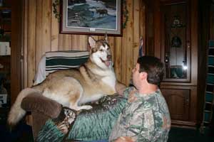 Hudsons Malamutes - Apache