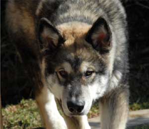 Hudsons Malamutes - Apache