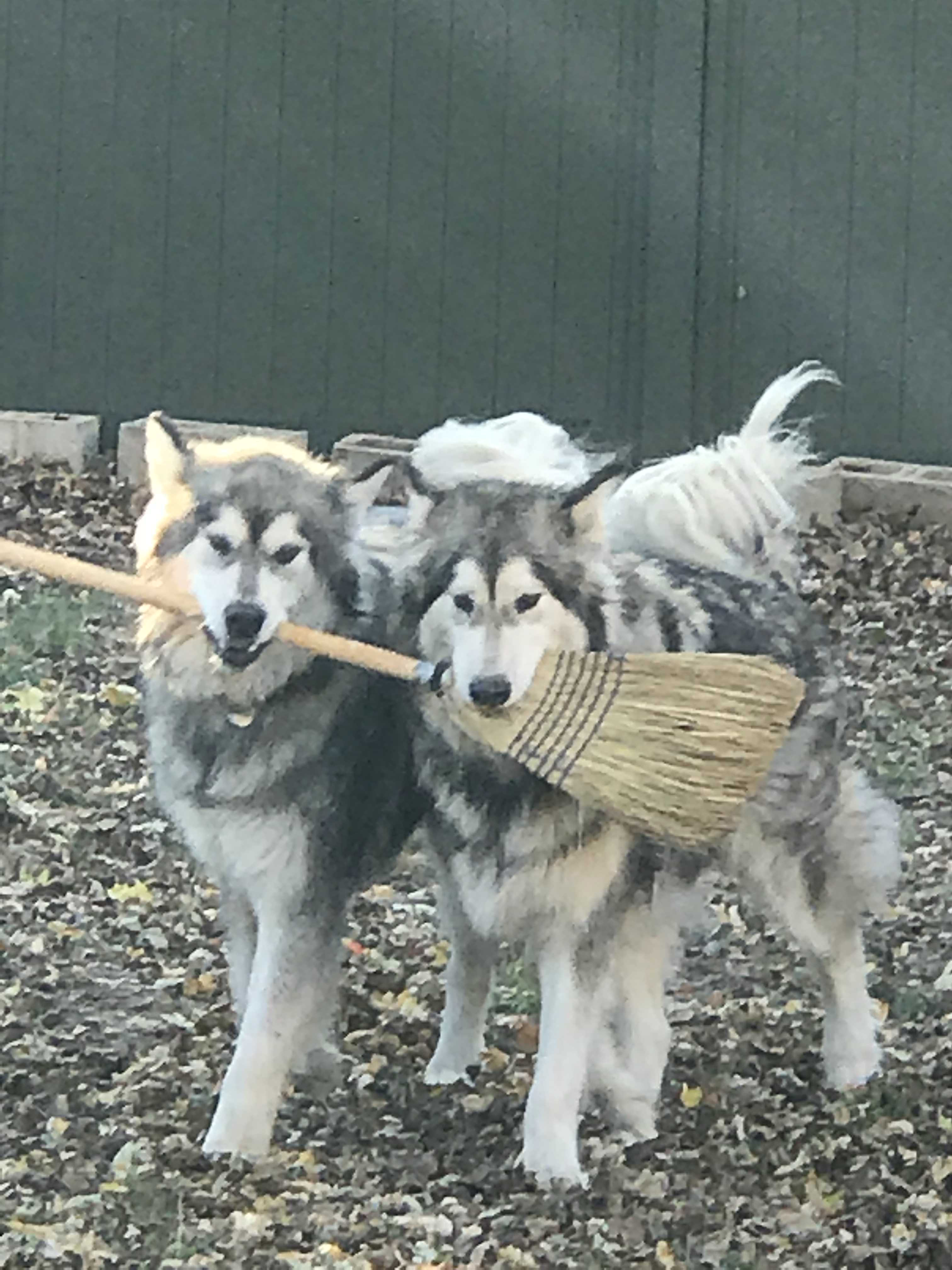 Hudons Malamutes -  Atlas & Apollo