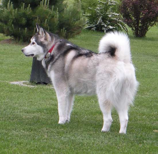 Hudsons Malamutes - Aspen