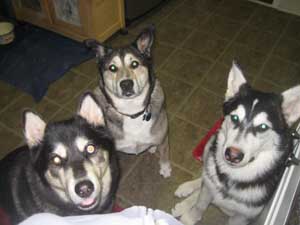 Hudsons Malamutes - Aspen