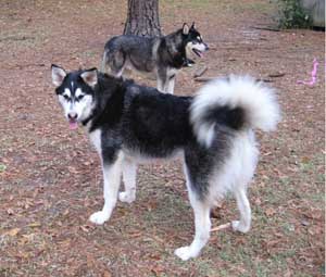 Hudsons Malamutes - Aspen