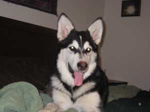 Hudsons Malamutes - Aspen