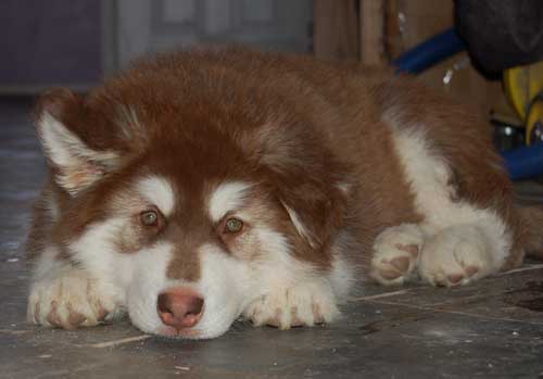 Hudsons Malamutes - Atka