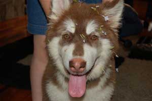 Hudsons Malamutes - Atka