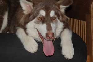 Hudsons Malamutes - Atka