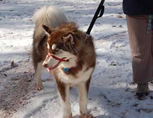 Hudsons Malamutes - Atka