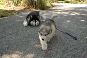 Hudsons Malamutes - Augustus