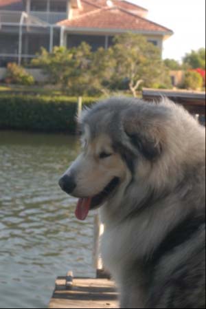 Hudsons Malamutes - Augustus