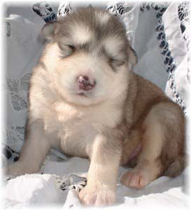 Hudsons Malamutes - Augustus