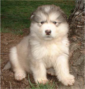 Hudsons Malamutes - Augustus