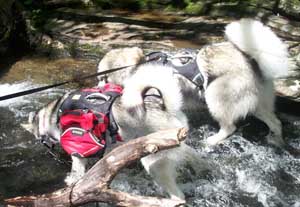 Hudsons Malamutes - Baloo