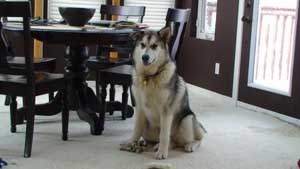 Hudsons Malamutes - Bandit - Maya