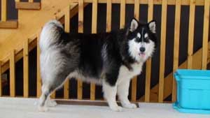 Hudsons Malamutes - Bandit - Maya