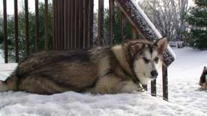 Hudsons Malamutes - Bandit - Maya