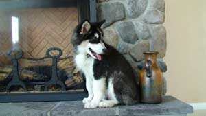 Hudsons Malamutes - Bandit - Maya