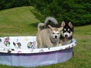 Hudsons Malamutes - Bandit - Maya