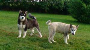 Hudsons Malamutes - Bandit - Maya