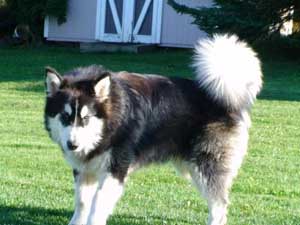 Hudsons Malamutes - Bandit - Maya