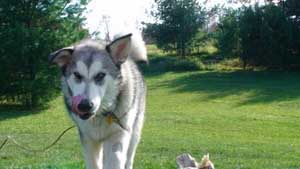 Hudsons Malamutes - Bandit - Maya