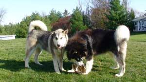 Hudsons Malamutes - Bandit - Maya