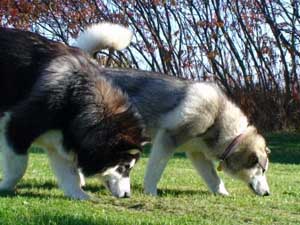 Hudsons Malamutes - Bandit - Maya